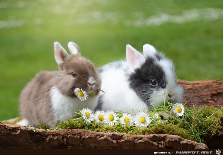 Die suessesten Haeschen zu Ostern 11