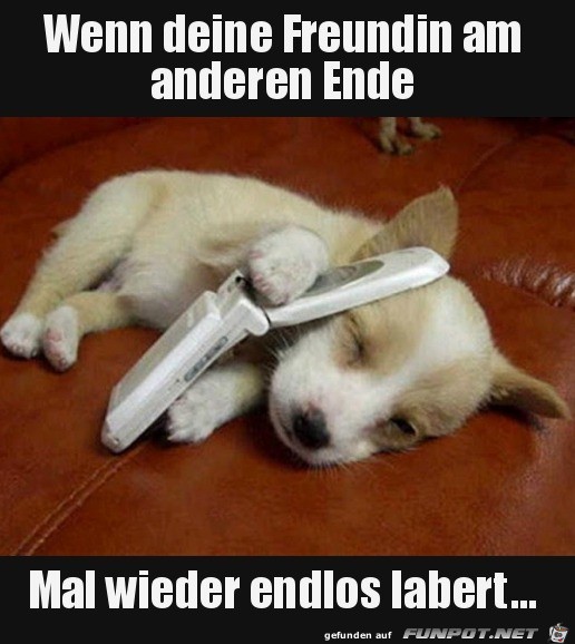 die labert wieder die labert wieder