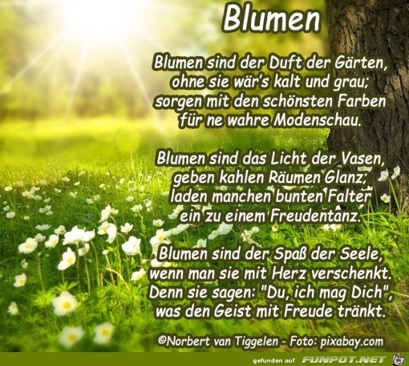 blumen2 2019 blumen2 2019