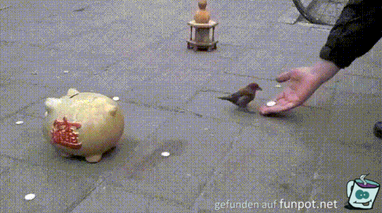 Braver Vogel Braver Vogel
