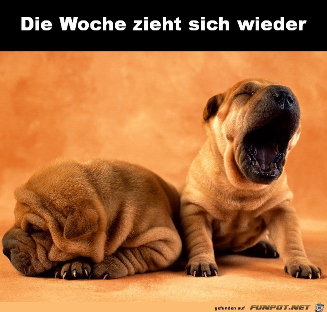 Die Woche