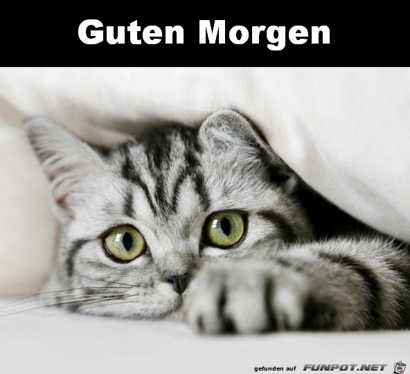 Guten Morgen Guten Morgen