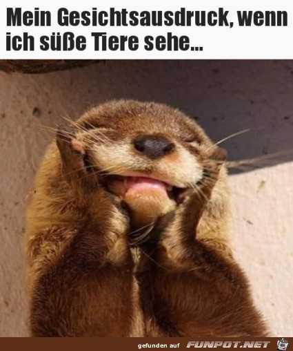 Mein Gesicht Mein Gesicht