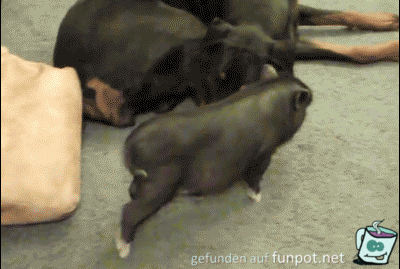 Aufgeregtes Schweinchen Aufgeregtes Schweinchen