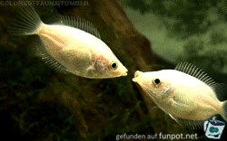 Fisch-Knutscher Fisch-Knutscher