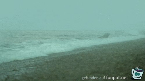 Meeresbewohner 64
