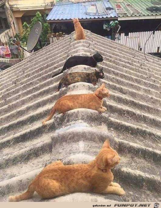 Katzen-Dach Katzen-Dach