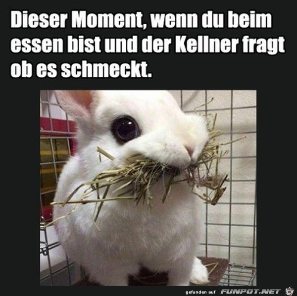 Lustige-Fotos-mit-Witzen-und-S prchen-2 Lustige-Fotos-mit-Witzen-und-S prchen-2
