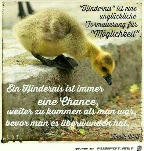 Download Lebensweisheiten unzufriedene menschen sprueche HD
