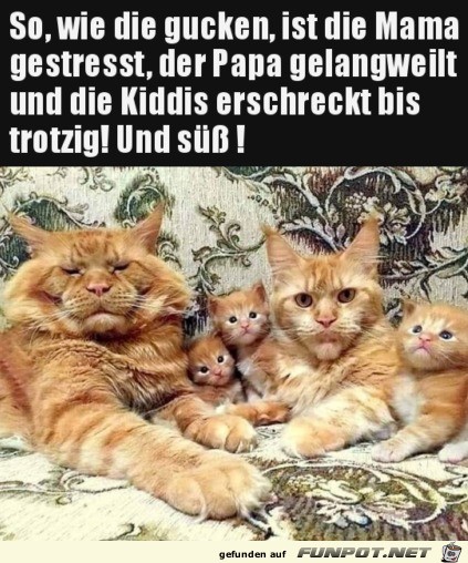 Witzige Katzen-Familie Witzige Katzen-Familie