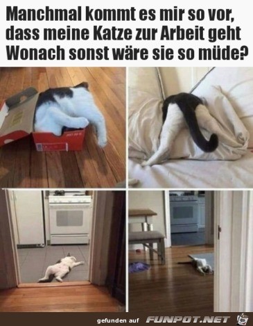 Müde Katze Müde Katze