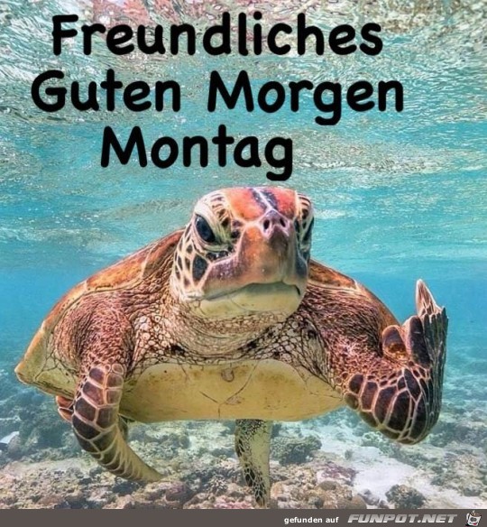 Guten Morgen Guten Morgen