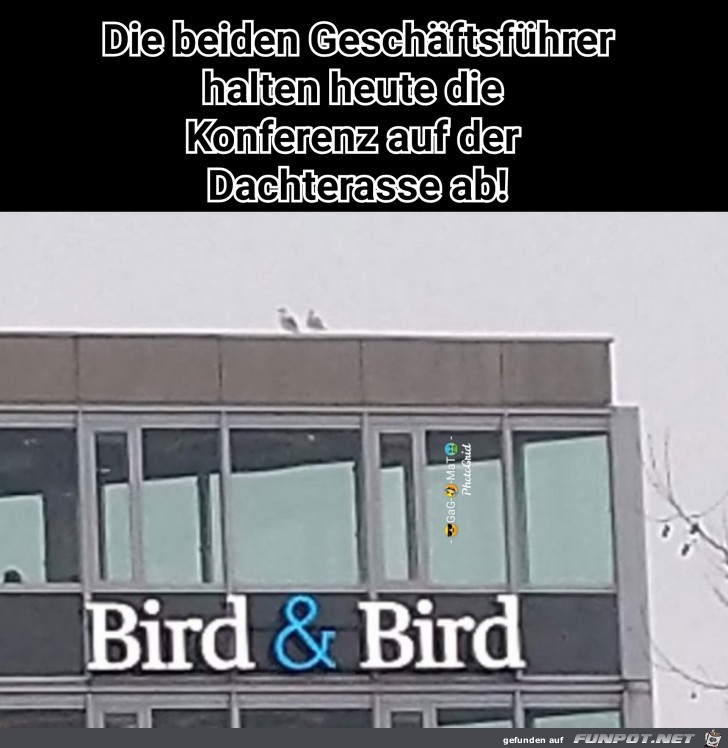 Bird BirdVogel Bird BirdVogel