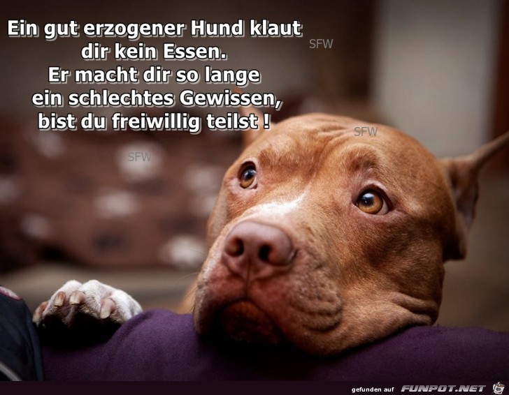gut erzogener Hund gut erzogener Hund