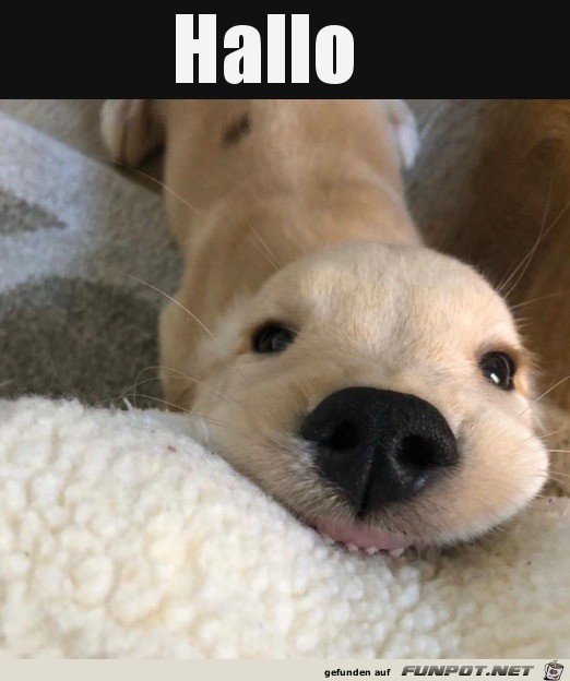 Hallooo Hallooo