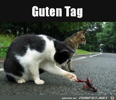 Hallo Hallo