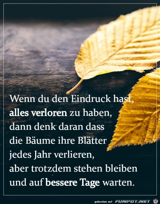 Die Bäume Die Bäume