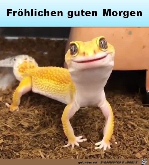 Guten Morgen Guten Morgen