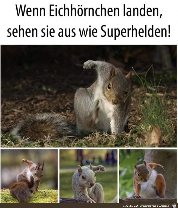 Eichhörnchen landen Eichhörnchen landen