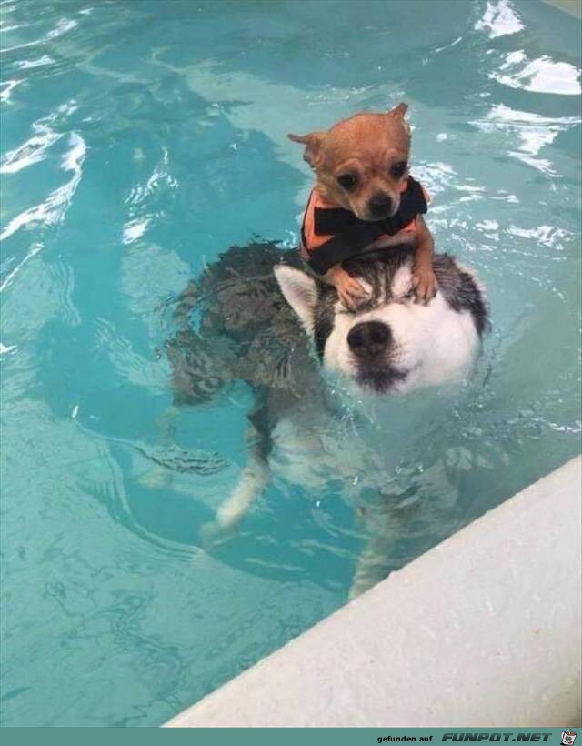 Hunde im Pool Hunde im Pool