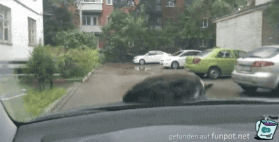 Katze fährt entspannt mit Katze fährt entspannt mit
