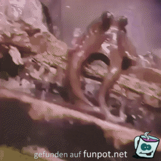 Meeresbewohner 82
