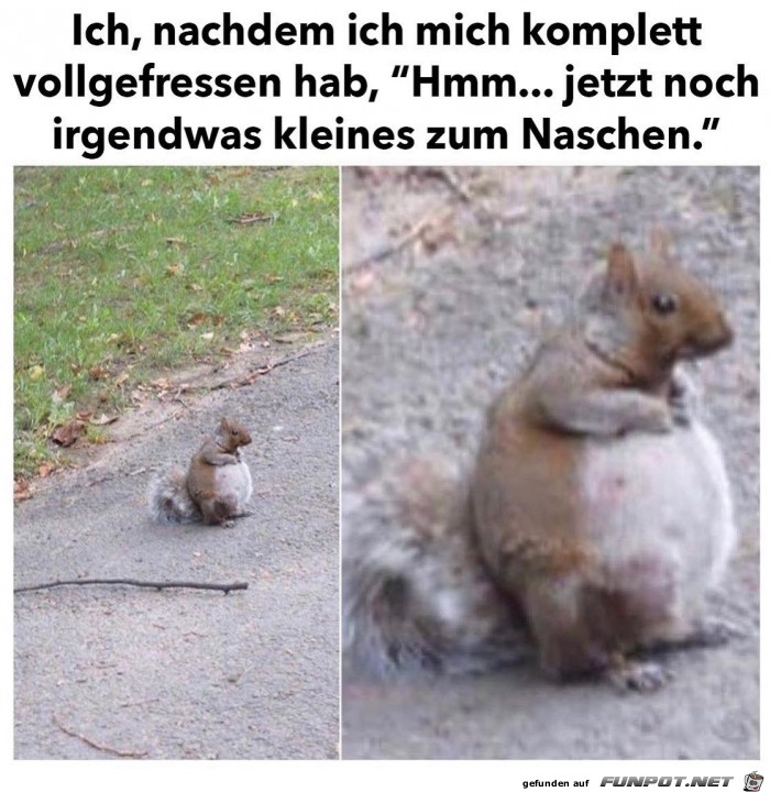 Voll-gefressenes-Eichhörnchen.jpg auf www.funpot.net