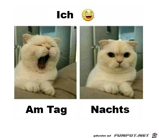 Müde-am-Tag-und-wach-in-der-Nacht.jpg auf www.funpot.net