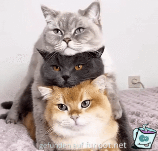 Katzen-Pyramide Katzen-Pyramide