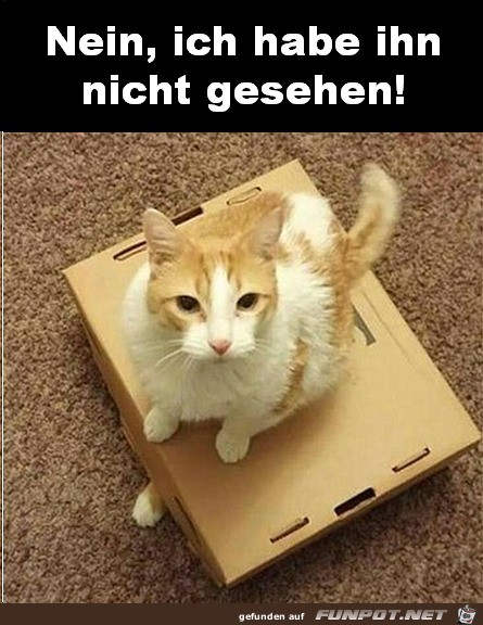 Nein ich habe die neue Katze nicht gesehen