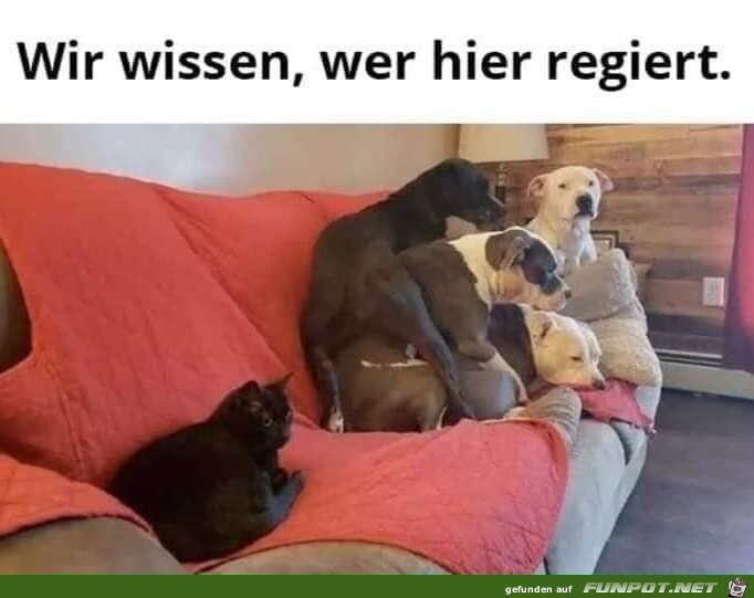 Die Katze ist hier der Chef