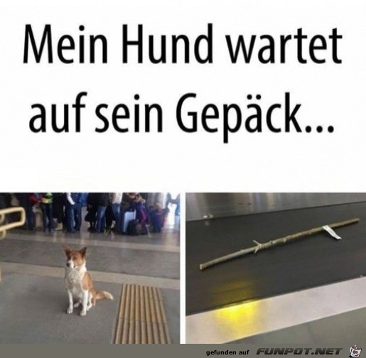 Hund wartet auf sein Gepäck