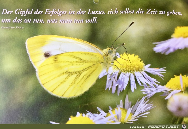 der Gipfel des Erfolgs