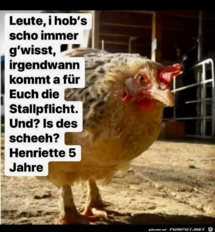 Stallpflich