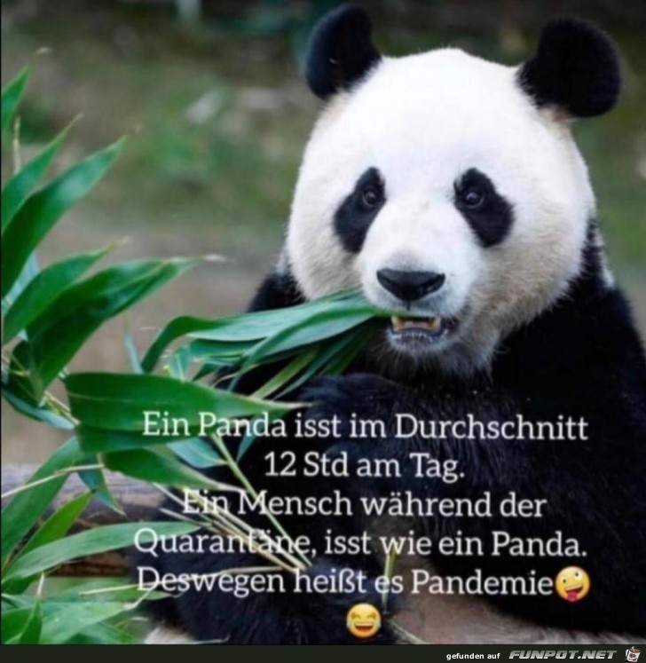 Ein Mensch isst während der Quarantäne wie ein Panda Ein Mensch isst während der Quarantäne wie ein Panda