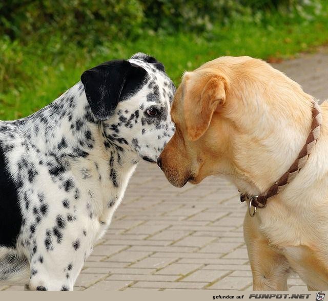 hund-1 hund-1