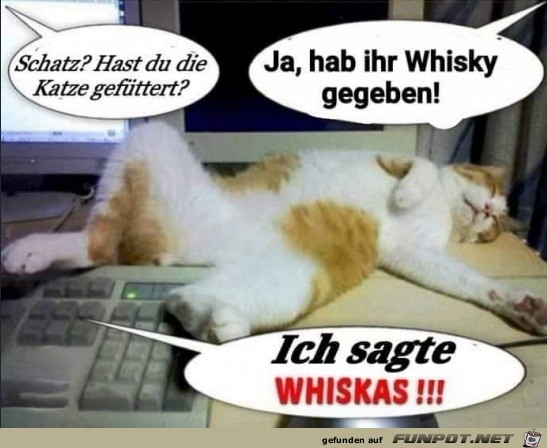 Was hast du der Katze gegeben? Was hast du der Katze gegeben?