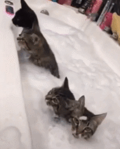 Katzen nehmen Schaumbad