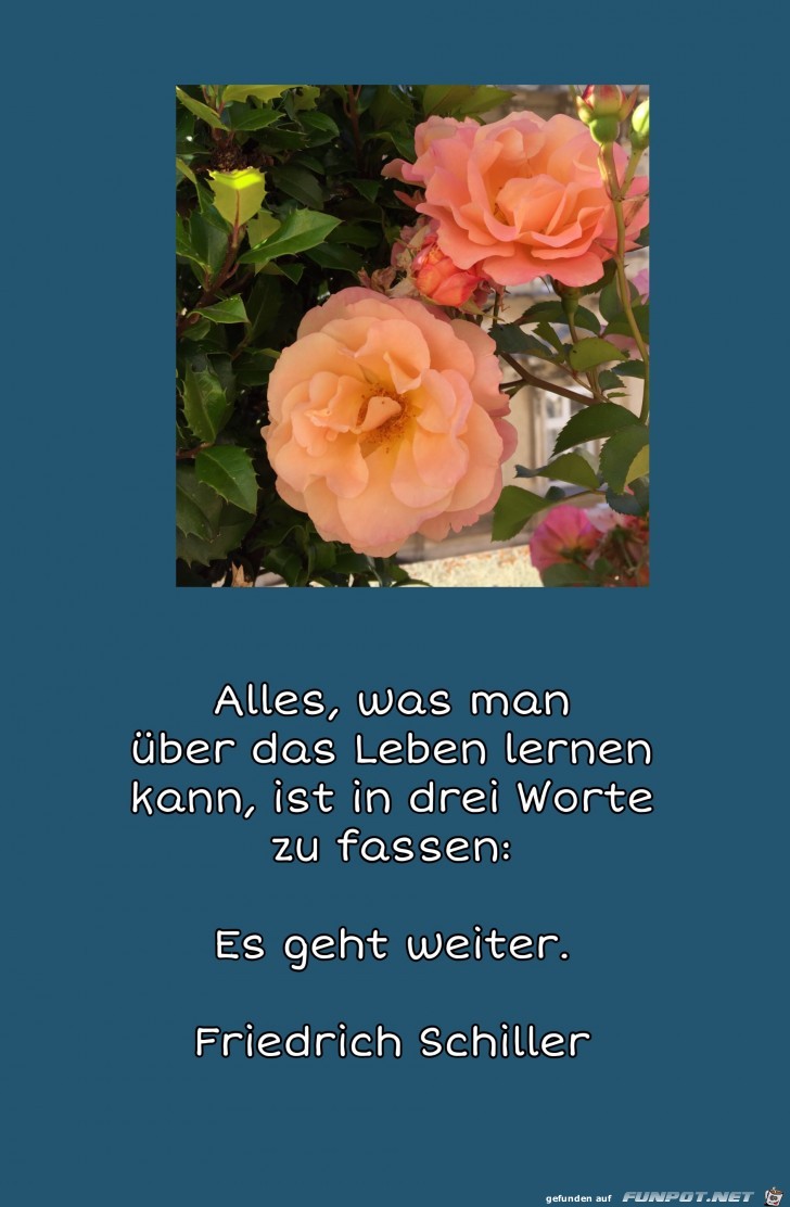 alles was man ueber das Leben alles was man ueber das Leben