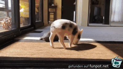 Lustige Schweinchen