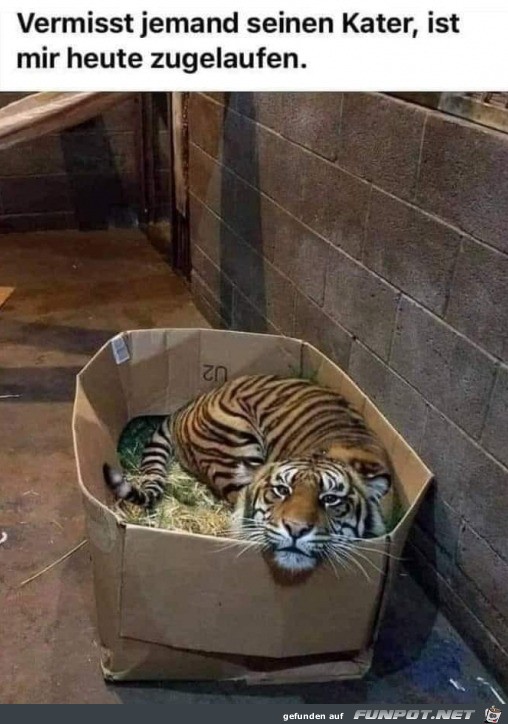 Vermisst jemand seine Katze? Vermisst jemand seine Katze?