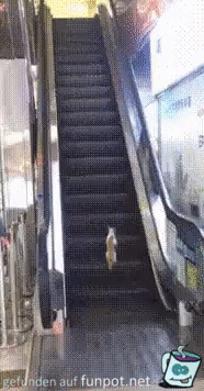 Die Katze und die Rolltreppe Die Katze und die Rolltreppe