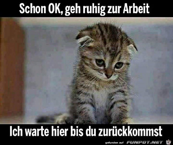 Kätzchen wartet zuhause Kätzchen wartet zuhause