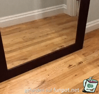 Hund erschreckt sich vor eigenem Spiegelbild Hund erschreckt sich vor eigenem Spiegelbild
