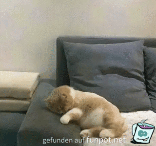Niedliches Kätzchen