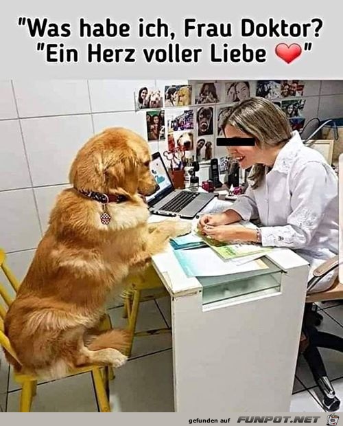 Hund will seine Diagnose wissen Hund will seine Diagnose wissen