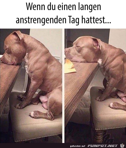 Hund ist mde