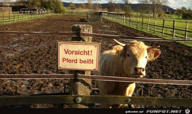 Komisches Pferd Komisches Pferd