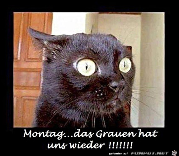Das Montags-Grauen