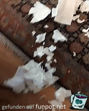 Hund bekennt sich schuldig Hund bekennt sich schuldig